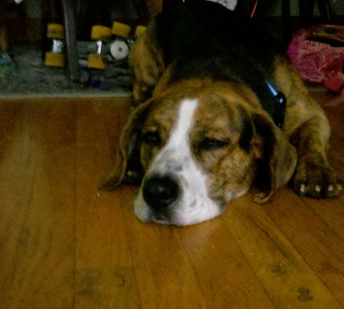 jessicaqu's profile picture. surface water quality scientest