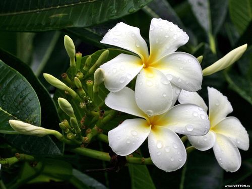 panchonc1's profile picture. 