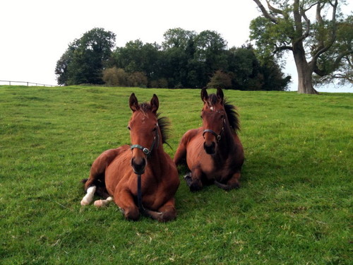 RahinstonStud's profile picture. The Farm,which has been the home of the Fowlers for several generations is situated in Co Meath. It is run by Harry and his wife Lorna