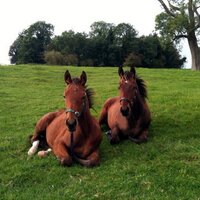 Rahinston Stud (@rahinstonstud) 's Twitter Profile