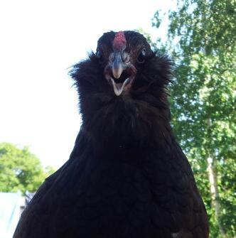 exBatHen's profile picture. Likes chickens, comics, good sci-fi & bad tv. Can be short tempered, often sweary. 

I don't have a favourite horse,  Barry