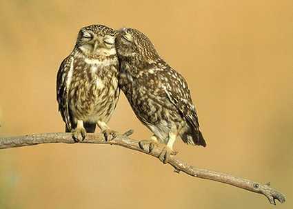 Mariage entre @Reva_Psy4_NC et @Lunatiq83 Chaque mélodie que tu entendras est une déclaration d'amour pour toi mon ange #JTM