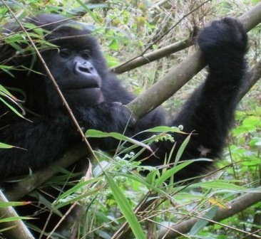 travelingorilla's profile picture. Archaeometallurgist/chocolate eater/part gorilla/part girl exploring twitter and social media. Work for @JoTrust. All tweets are my own.