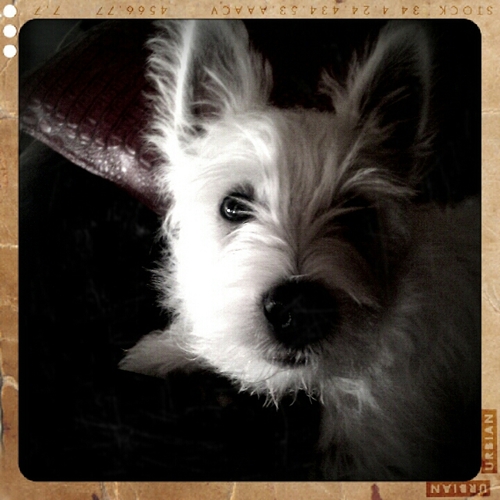 icemncmth's profile picture. 