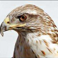 Rufus - @Rufus_the_Hawk Twitter Profile Photo