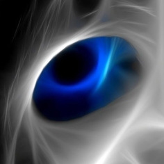 NekoSolution's profile picture. 