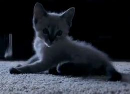 Shepard Mathewson Profile