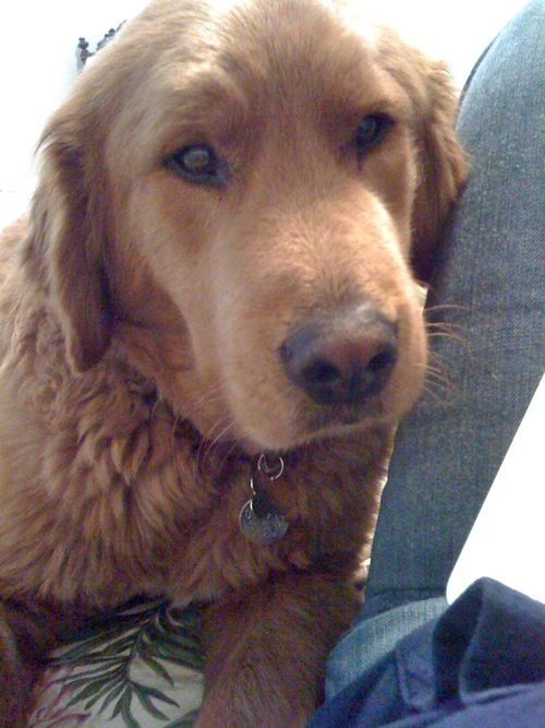 Buppythepuppy's profile picture. A golden with a little chow in him tries to reconcile his DNA
