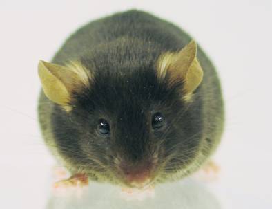 For tweets about the Sanger Mouse Genetics Project. New mouse lines, phenotypes and papers