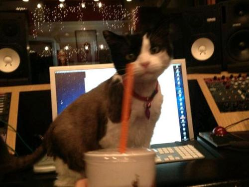 Bandaid, NOT groupie. Catnip addict. @FancyFeast lover. I'm allergic to you, too. Rub me.