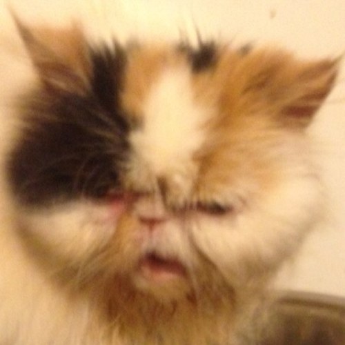 ElenaKatar's profile picture. nella foto Papuzza - in the picture Papuzza