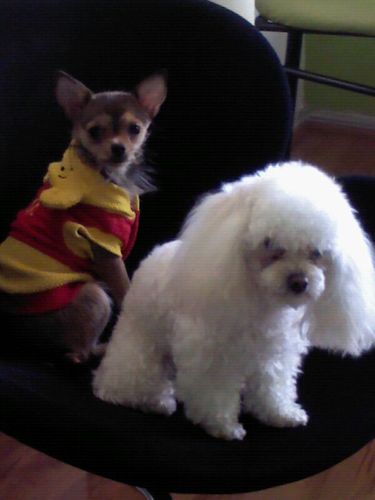 MantoniorMarcos's profile picture. 