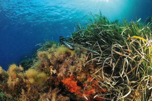 Diving conditions and Spearfishing in Southern California - Palos Verdes, Laguna Beach, Catalina!!