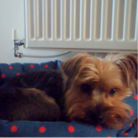 BillyBoyxxxx's profile picture. I'm the cutest dog in the world, belonging to @AliceWheatleyx I'm a Yorkshire Terrier, and my bed is @Cath_Kidston ! Please Follow x :p