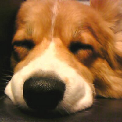 Mayudog お尻プルプルしてる コーギー 犬 ペット フラッフィコーギー フラッフィーコーギー トライカラー Corgi Dog Pet Fluffy Tricolor