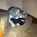 karin cullen - @CullenKarin - Twitter