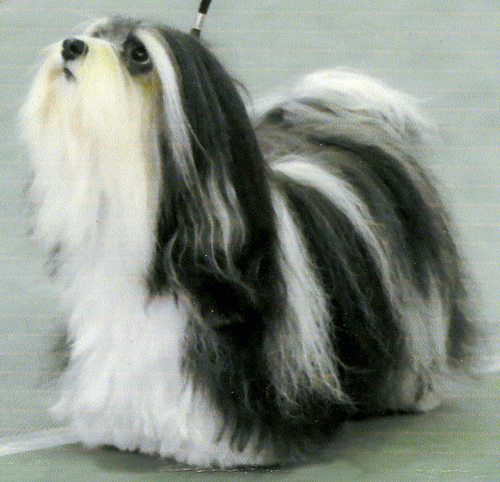 Havanese breeder for over 20 years, whose dogs have placed at Westminster, Crufts, World Show.