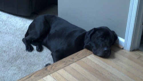 coachlarry26's profile picture. a wife, three boys and ball sports...pretty much all I need to be happy