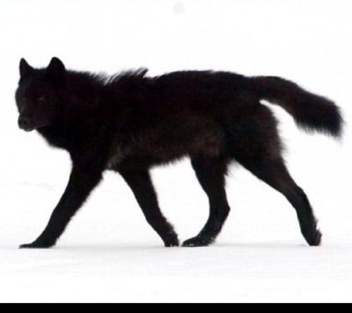 wolfiecrimson's profile picture. love Blood On The Dance Floor and LA Kings