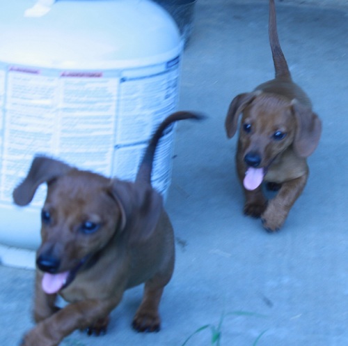 WeRFranknBeans's profile picture. We are Frank & Beans.  We were born April 1, 2012.  We live a different adventure every day.  Follow us!!