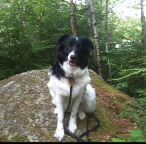 FShelbs's profile picture. 