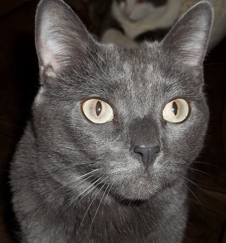 Pet Sitter in Tennessee