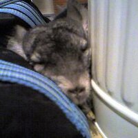 pape (@pape) 's Twitter Profile