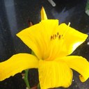 Pearl Morgan - @grandladyp1 - Twitter