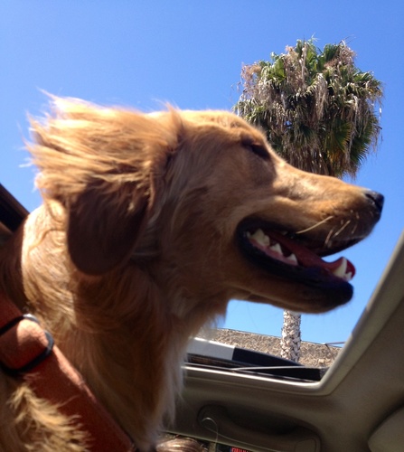 The Most Pet Friendly House in America