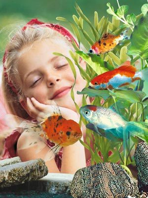 goldfishinfo's profile picture. Information on different types of goldfish, basics of fish care, selecting, buying and feeding goldfish.