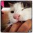 SnottycatKitty's profile image