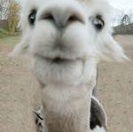 GrinningAlpaca's profile picture. Entreprenuer'ing Alpaca dominating the land of eCommerce