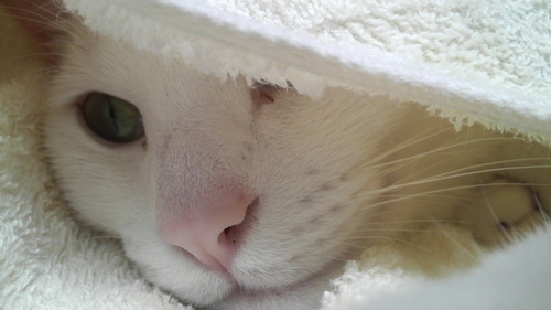 tamasira's profile picture. 北海道でのんびり生きています。