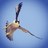 Al_9eid's profile image