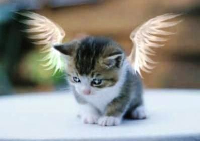 Swt n simple z ma pals say me,moody @tyms z ma conscnce warns me,kr da relatns dat ma heart suggests me,wnt 2fly lyk a bird z ma m9d guides me,i luv being me..