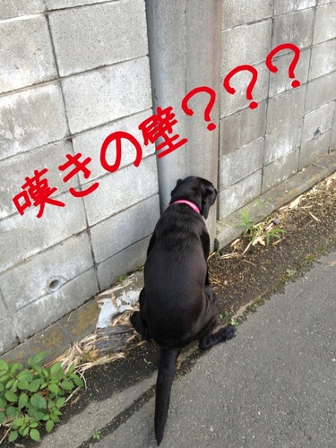 大好き・・・ラブラドール、スロット。
好き・・・外食、ゴルフ。
嫌い・・・きゅうり。
黒ラブ♀ラムの友達できたらいいな！
いろいろ話せたら嬉しいです。
都内に勤務するサラリーマンですが・・・いろいろとツイートして行きたいと思います。
