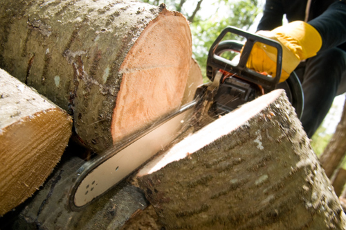 Lawsons Tree Experts is a locally owned and operated company. We are fully licensed and insured. We are a full service tree company.
(410) 212-6432