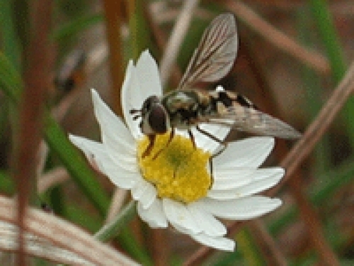 Nos dedicamos a la Producción apicola. Miel, Polen, Cera, Servicios de Polinizacion, y todo lo referido a las Abejas