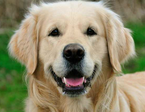 isyourdog's profile picture. http://t.co/0tZqXUoa3L