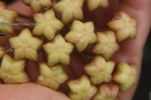 We offer one of the largest selections of rooted Hoya plants in the US. (https://t.co/hy61b8JjN1). Sometimes we offer Hoyas on Facebook too.