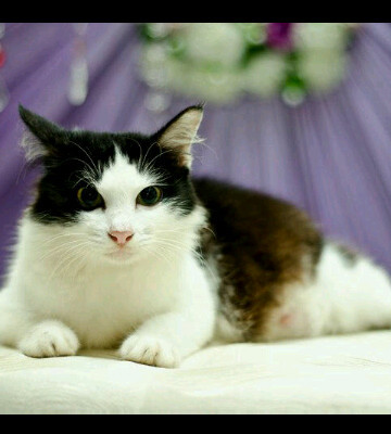 kamu pecinta kucing ? follow @kucing_angora ,ada foto2 kucing lucu buat kamu. :3 cek FAVORITnya.