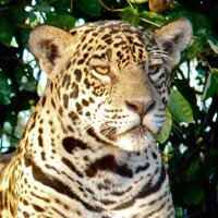 Proyecto Iberá (@proyectoibera) 's Twitter Profile