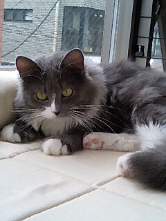 kuro_tora_neko's profile picture. 好きなもの･･･KITT(*´д｀*) /海外ドラマ(ナイトライダー、CSI、VOY、etc)/里見浩太朗/羽生善治九段/ふわふわもふもふ/動物/モフリン/お菓子作り/食べること/お散歩/天然石/クラシック音楽/ばよ/粒オケ本番なう粒あん5番なう、ぎじんオケ、ソリーソ/ 日常雑多垢です 無言フォロー失礼します(_ _)