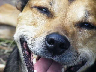 Mum of one, known to my best friend as the 'mad dog woman'!