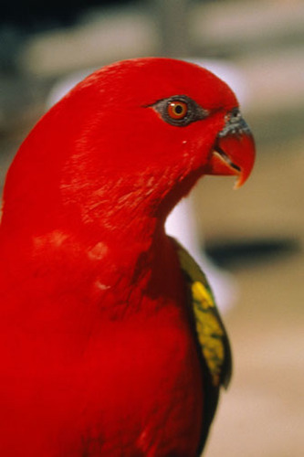 saiful94433780's profile picture. 