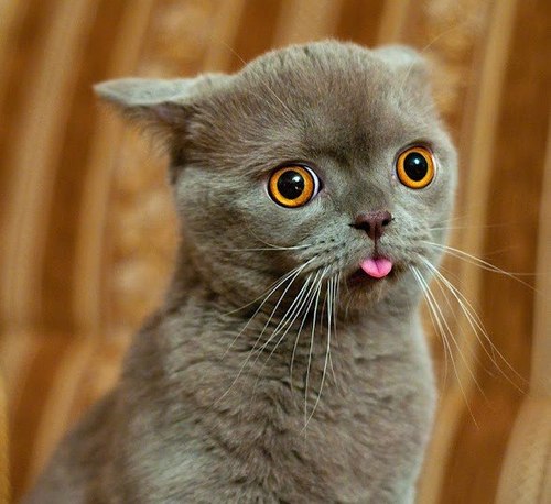 Transformator_'s profile picture. 