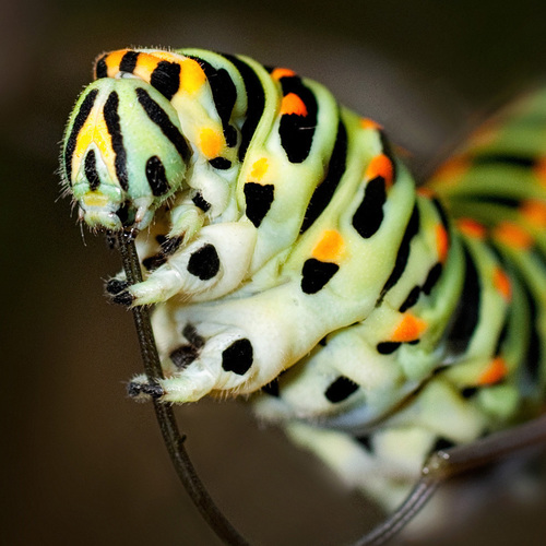 Love insects, making macrophotography, rolling me in the grass near Bordeaux