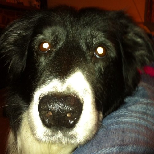 KRoxane's profile picture. cycling, horses, dog walking.