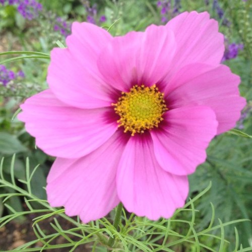 Cornish born, London-based. London Cornish. Pilot gig rower. Community gardener. Any views (rarely) posted are my own.