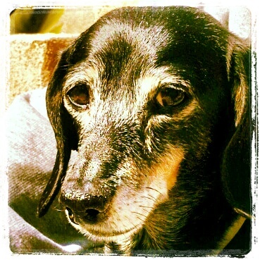 I am the CEO and Co Founder of Muttpub.  My website is coming soon!  Can't wait to share it with you Woof Woof http://t.co/6GHxu8SICc